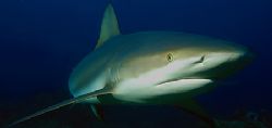 Grey reef shark. Roatan, Honduras. by Shawn Jackson 